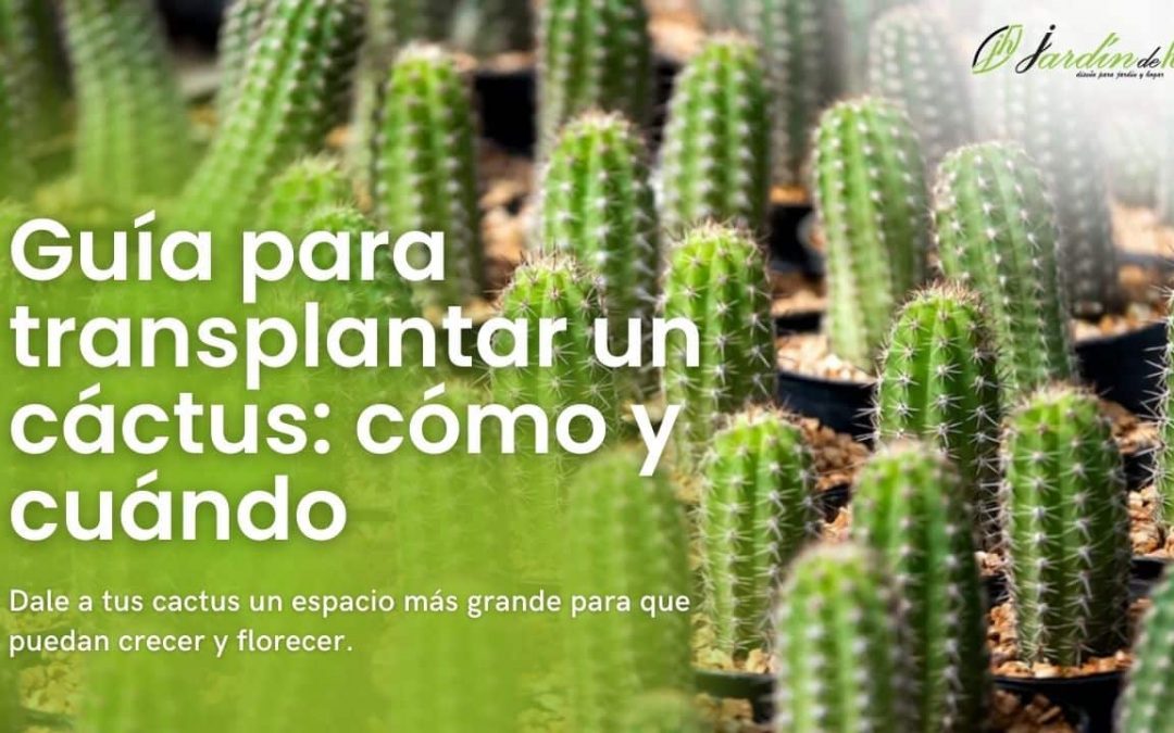 Guía para trasplantar cactus: cómo y cuándo hacerlo