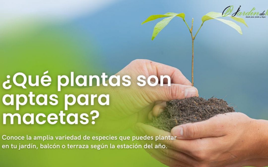 ¿Qué plantas son aptas para macetas?